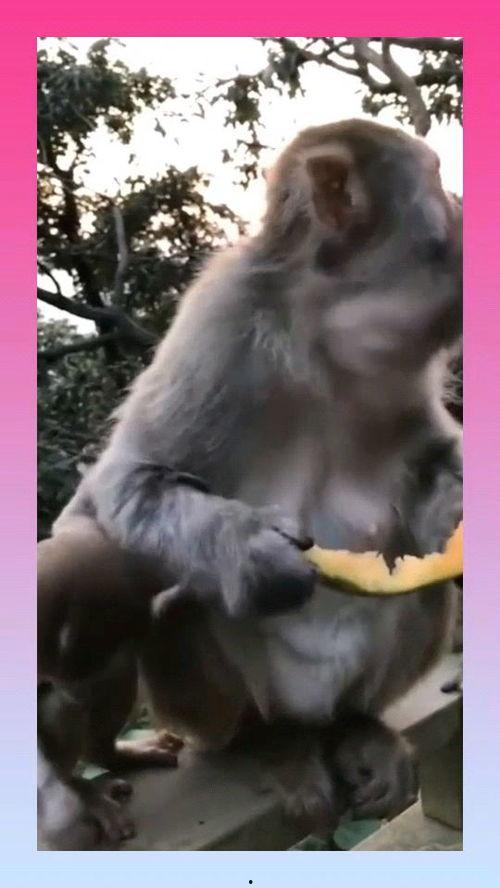 吃瓜猴子什么意思,网络流行语的趣味解读
