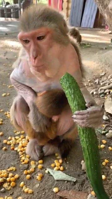 吃瓜猴子什么意思,网络流行语的趣味解读