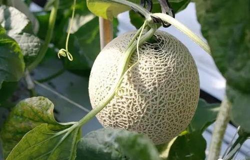 吃瓜50秒,揭秘吃瓜50秒背后的秘密与趣味