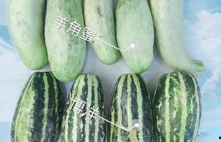 网红吃瓜视频免费看,免费观看的娱乐狂欢