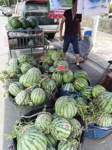 广州肇庆吃瓜事件视频,一场引发热议的网络视频风波