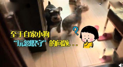 狗子吃瓜看戏视频
