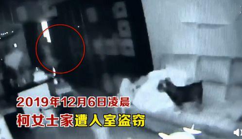 狗子吃瓜看戏视频