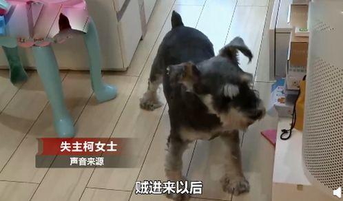 狗子吃瓜看戏视频