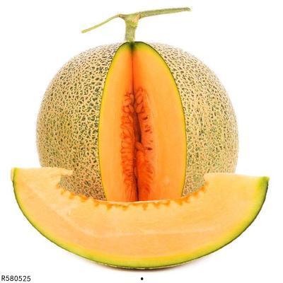 甲虫吃哈密瓜视频大全,哈密瓜视频大全趣味盘点