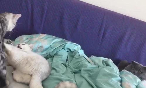 吵架吃瓜群众看热闹视频,吵架吃瓜群众看热闹，揭秘网络围观现象背后的心理