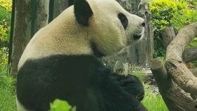 熊猫金虎吃瓜视频