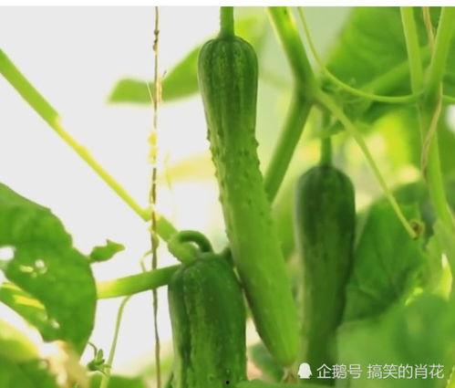 吃绞瓜对身体有害吗视频,吃绞瓜对身体有害吗？