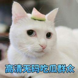 吃瓜群众表情合集视频,揭秘网络热传表情包背后的故事