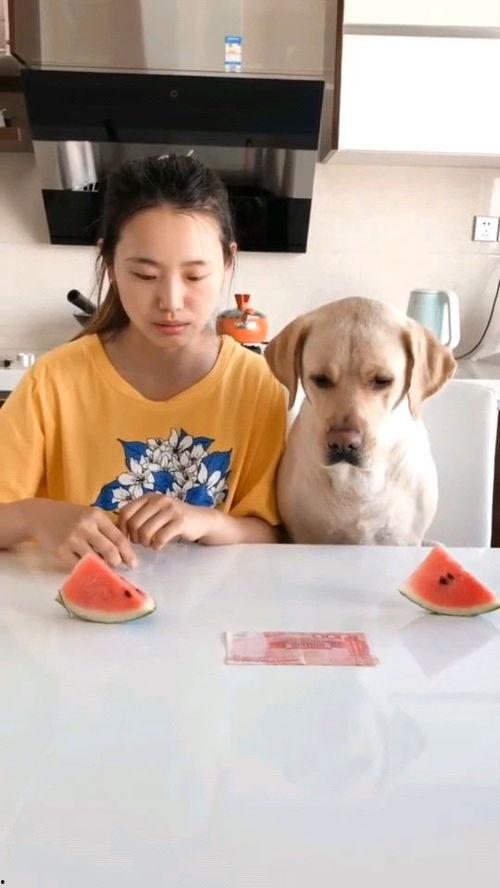 吃瓜视频儿童大赛