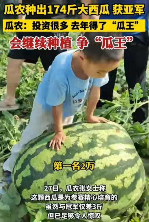 大西瓜吃瓜的视频,揭秘瓜界美食盛宴
