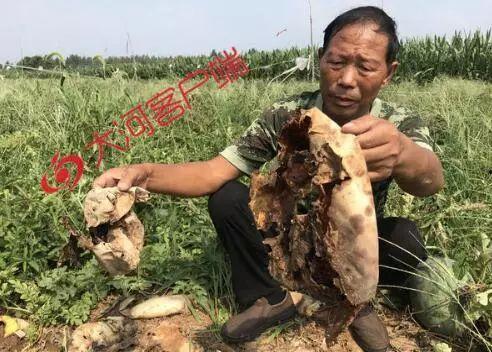 郸城县吃瓜事件真相视频